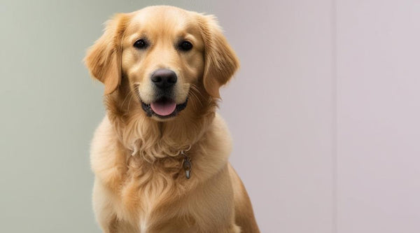 Can Dry Shampoo Work for Dogs Between Baths?