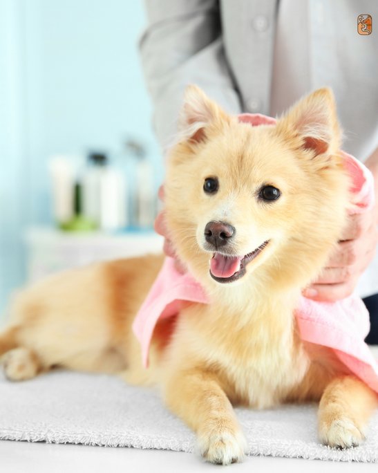 How to Create a Spa Day for Your Dog at Home