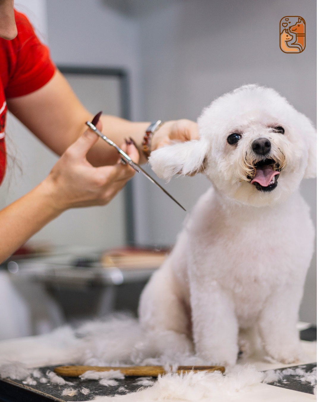 How Prebiotics and Probiotics Boost Your Dog’s Immune System – Wag wonders
