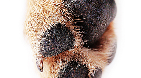 Why Dry Paws Need More Than Just Moisturization