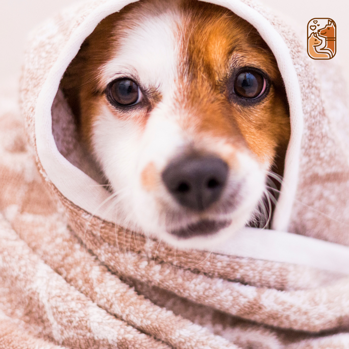 How to Create a Spa Day for Your Dog at Home