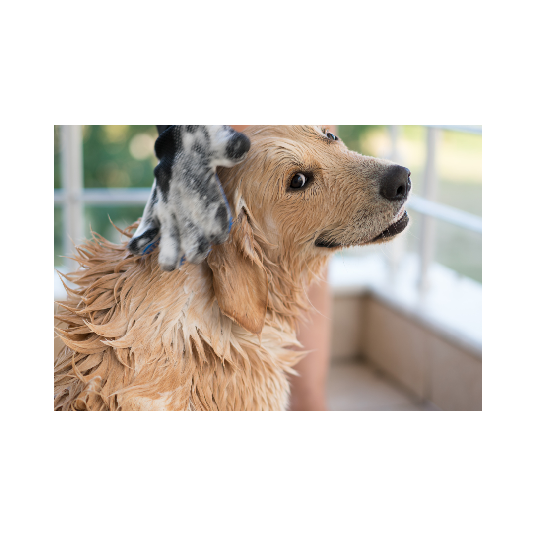 Image showcasing How Prebiotics in Dog Shampoo Help Fight Common Skin Problems – Wag wonders