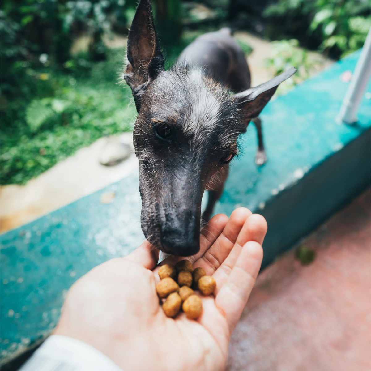 Dog Treats