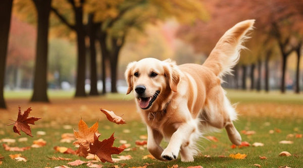 Why Your Dog’s Skin Microbiome Needs Prebiotics Year-Round