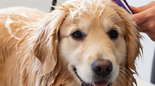 Probiotic Dog Conditioner: A Game Changer for Itchy Skin