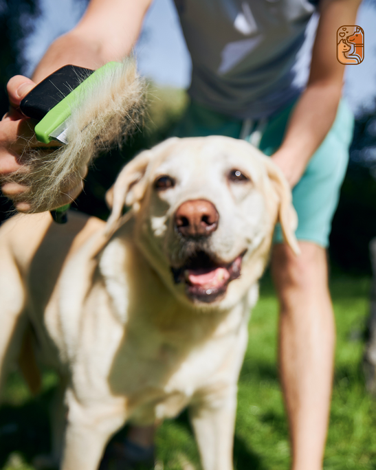 Why Dog Grooming is About More Than Just Looks