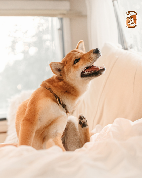 The Hidden Dangers of Synthetic Grooming Products for Dogs