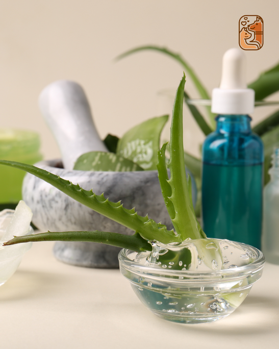 How to Reduce Dog Odor Naturally Without Harsh Chemicals
