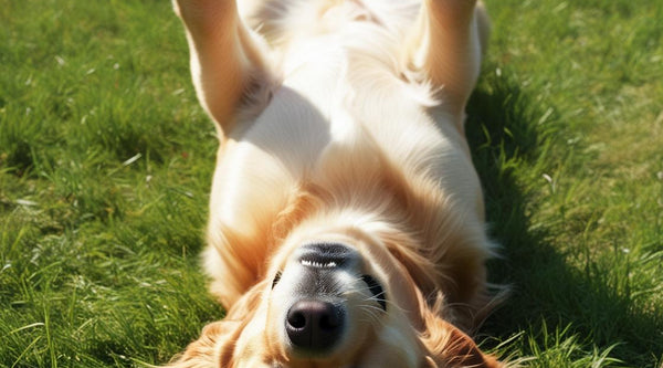 How to Spot Early Signs of Skin Microbiome Imbalance in Dogs