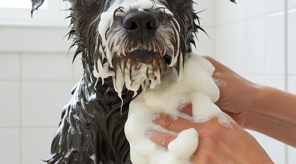 Why Your Dog's Skin Gets Greasy and How to Fix It