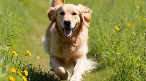 The Link Between Dog Grooming and Overall Health