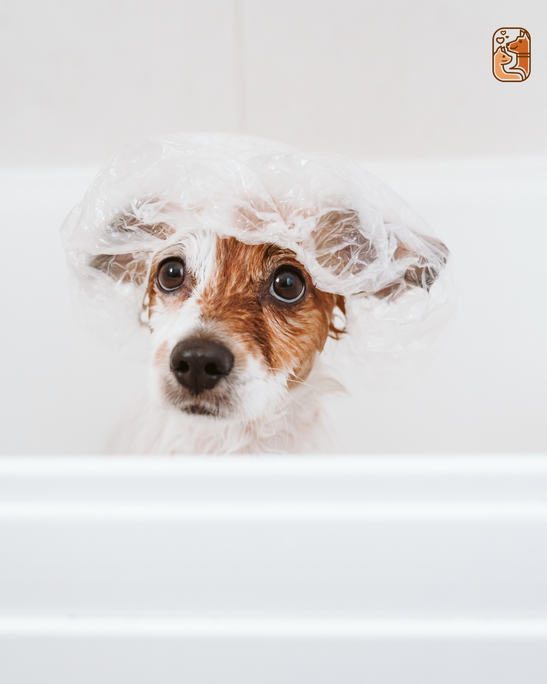 How to Bathe a Dog That Hates Water: Stress-Free Bathing Tips