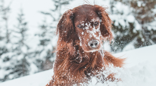 Winter Grooming: Why Your Dog Needs a Prebiotic Boost