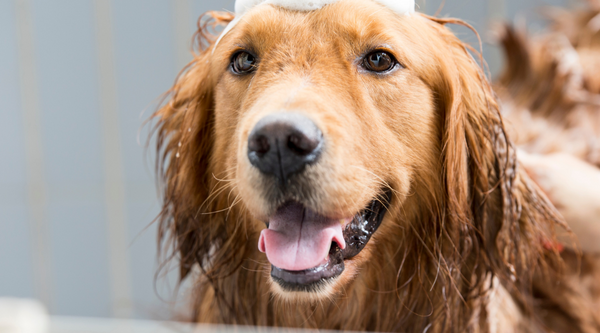 How Prebiotic Dog Shampoo Supports Your Pet’s Skin Microbiome