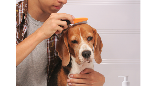 The Importance of Grooming Products for Maintaining Your Dog’s Skin Microbiome