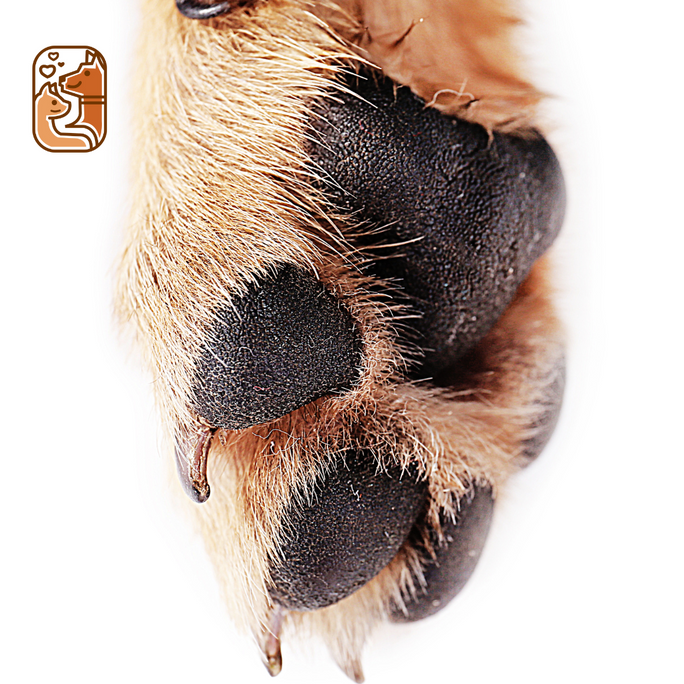 Why Dry Paws Need More Than Just Moisturization