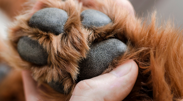 Why Your Dog’s Paws Need Prebiotic Care Too