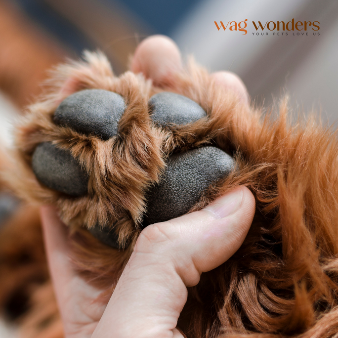 Why Your Dog’s Paws Need Prebiotic Care Too