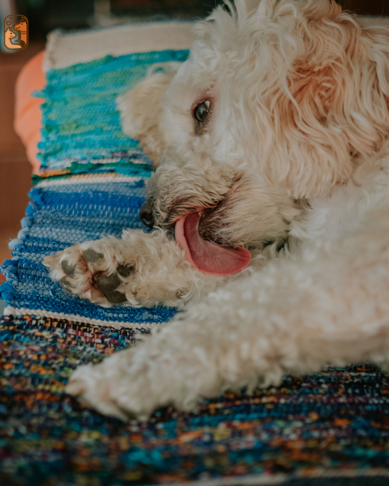 Why Dogs Lick Their Paws and How to Stop It
