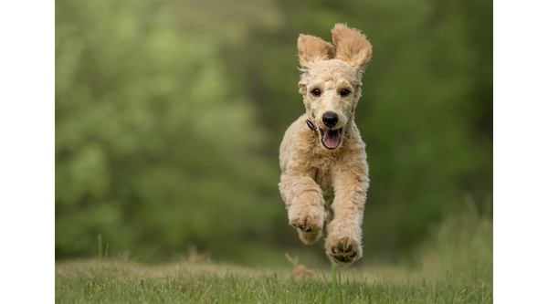 Why Probiotic Conditioners Are Key for Your Dog’s Healthy Coat