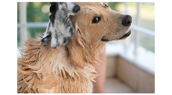 How Prebiotics in Dog Shampoo Help Fight Common Skin Problems