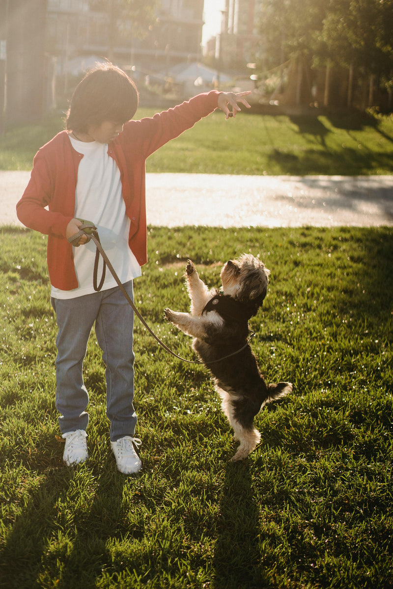 Walk Essentials